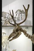 museo di anatomia comparata bologna 8-2022 4664